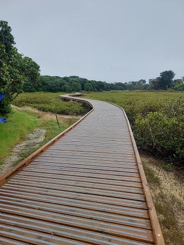View looking across Mangrove section of Boardwalk